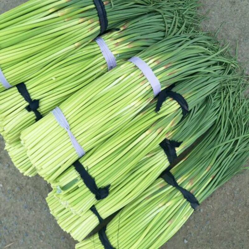 红帽蒜薹各大市场，电商产地直供一手货源批发，