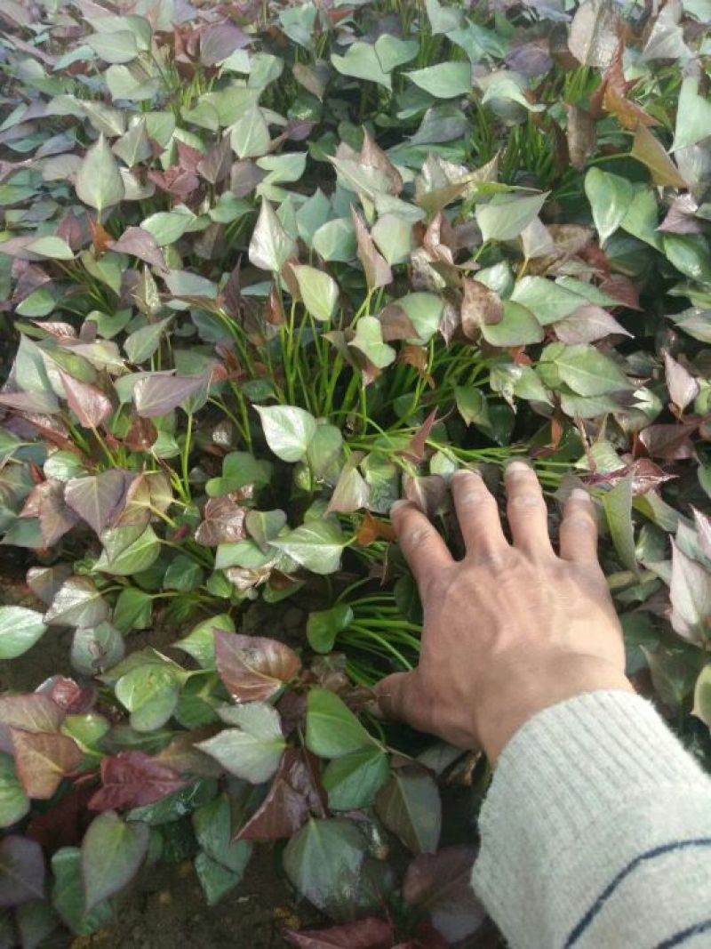 红薯苗龙薯九，高剪苗，拔苗，大量上市，免费提供种植技术