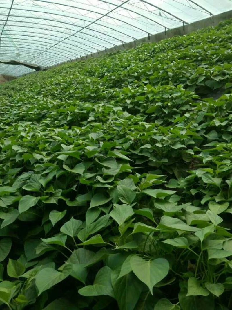 红薯苗龙薯九，高剪苗，拔苗，大量上市，免费提供种植技术