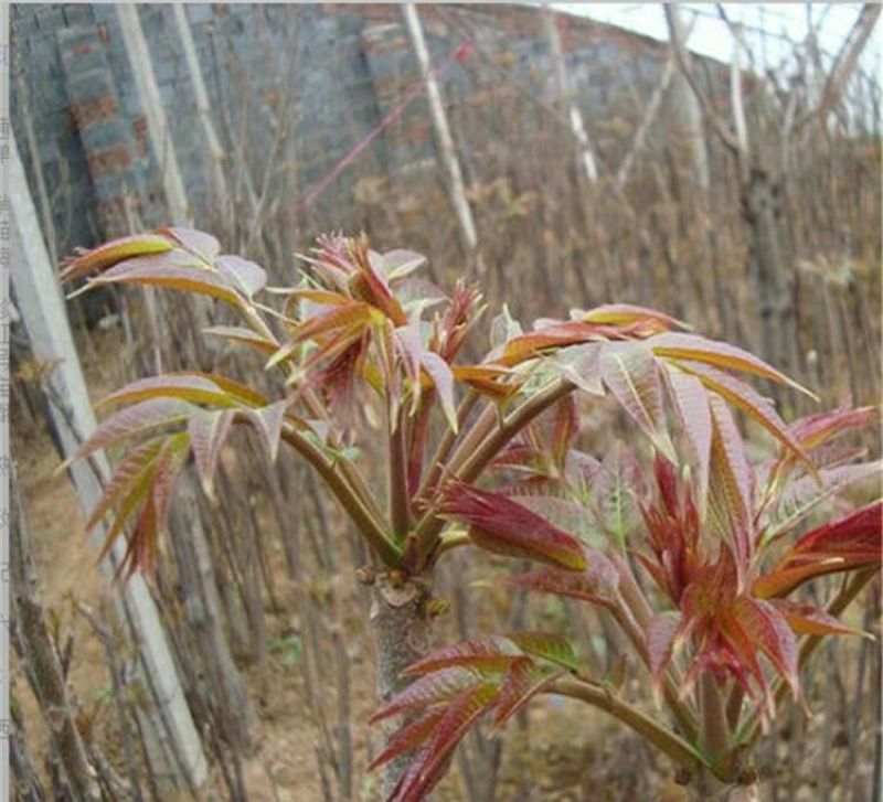 香椿芽11~20cm