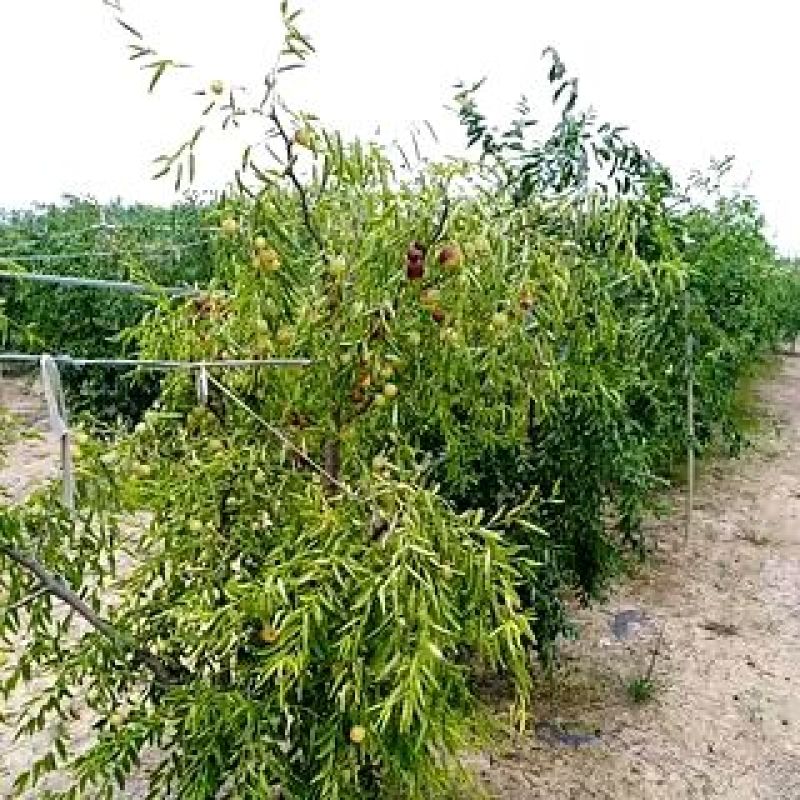 冬枣树苗各种规格，质量保证，信誉笫一，欢迎广大朋