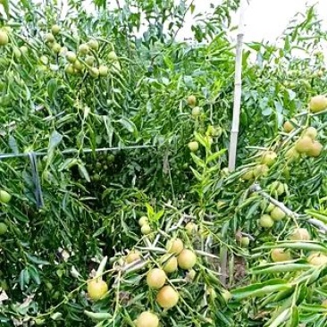 冬枣树苗各种规格，质量保证，信誉笫一，欢迎广大朋