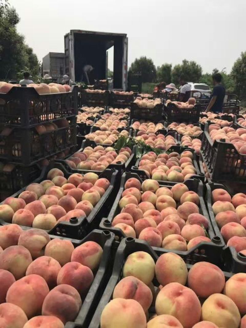 河南大桃，各个品种齐全，突围，沙红，水密桃等，香甜可口，