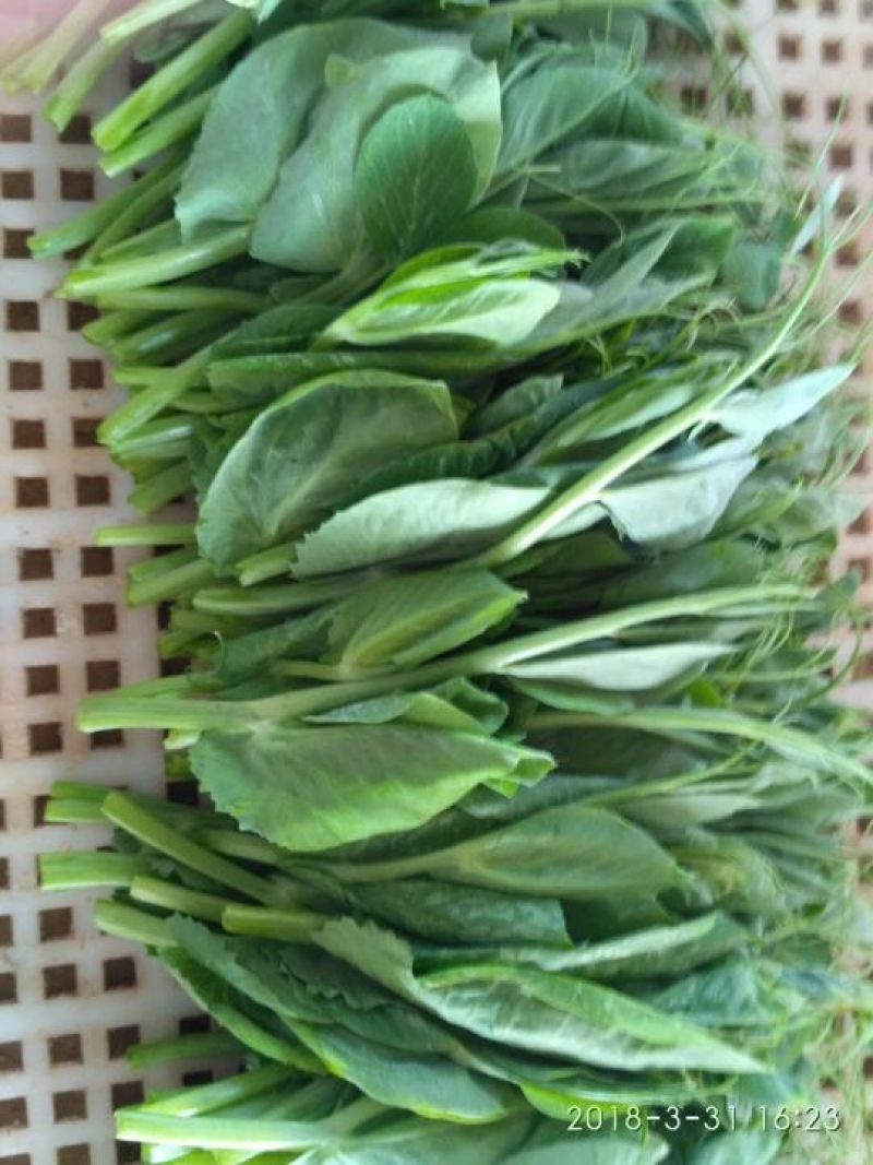 豌豆苗地栽苗