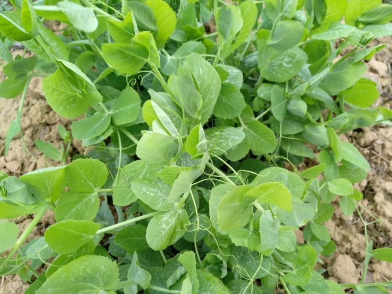 豌豆苗地栽苗