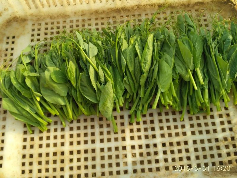 豌豆苗地栽苗