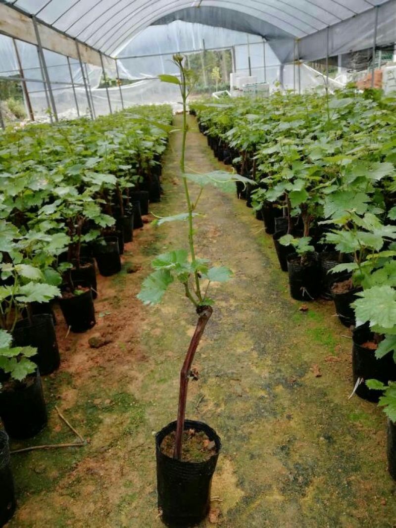 夏黑葡萄苗可视频看货支持线上交易产地直销