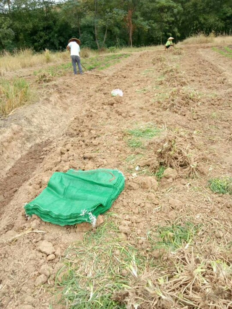 【实力推荐】猛子花黄花菜种苗袋装，量大优惠基地直供