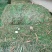 【实力推荐】猛子花黄花菜种苗袋装，量大优惠基地直供