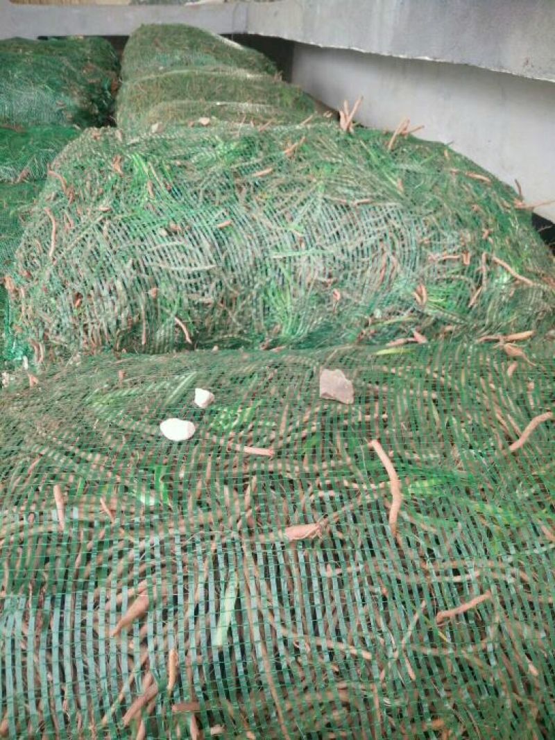 【实力推荐】猛子花黄花菜种苗袋装，量大优惠基地直供