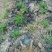【实力推荐】猛子花黄花菜种苗袋装，量大优惠基地直供