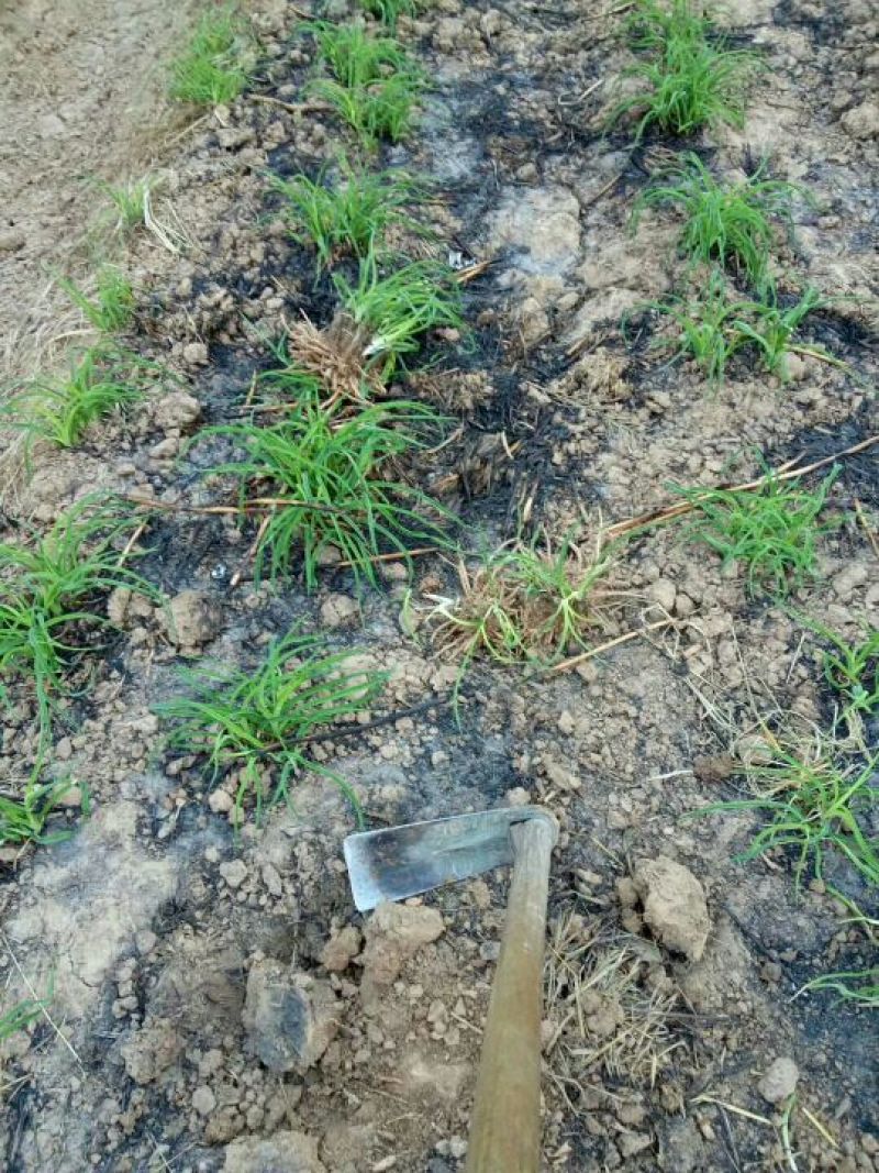 【实力推荐】猛子花黄花菜种苗袋装，量大优惠基地直供