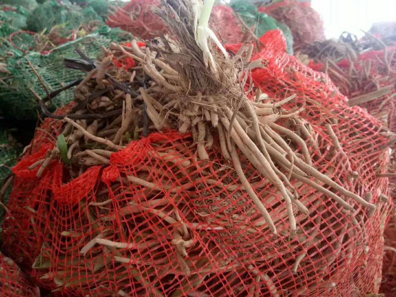 【实力推荐】猛子花黄花菜种苗袋装，量大优惠基地直供
