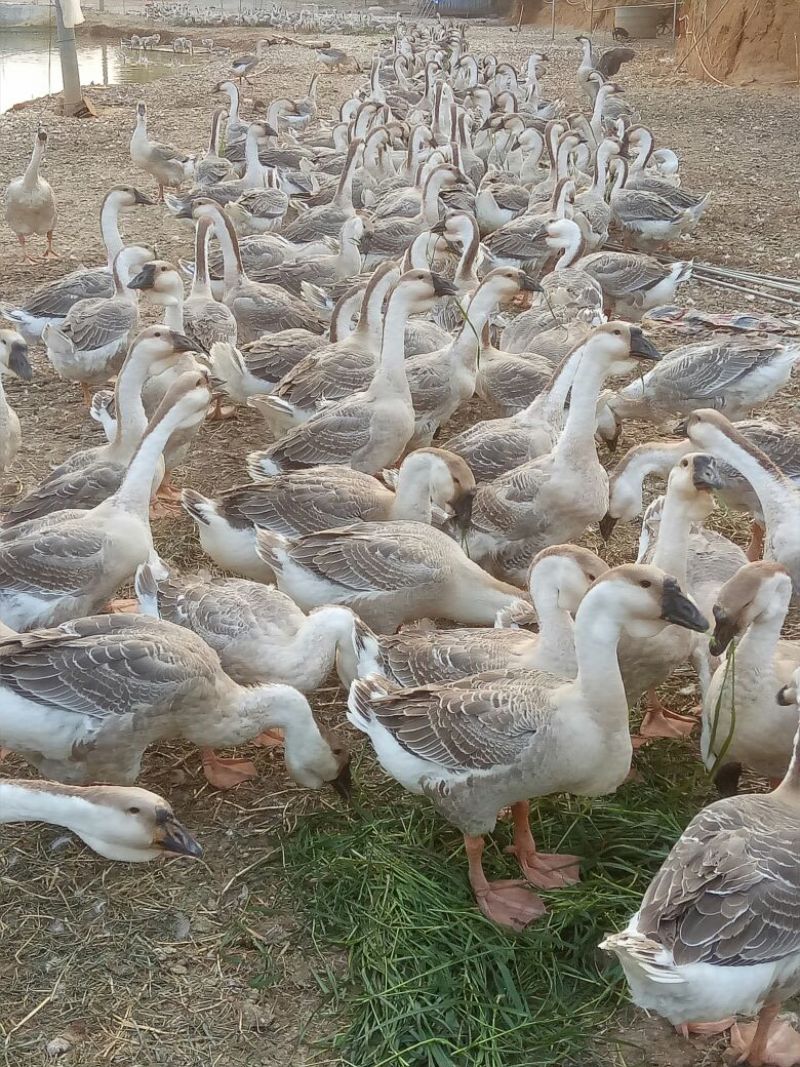灰鹅12斤以上肉鹅