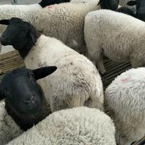 杜泊绵羊好饲养耐粗饲生长快出肉率高多胎多羔羊全国