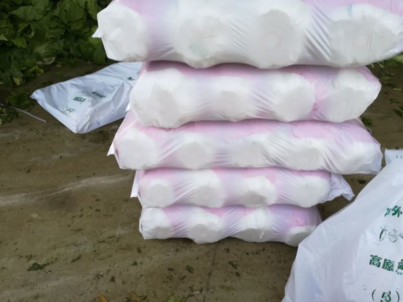 黄心大白菜陆地面积大质量好