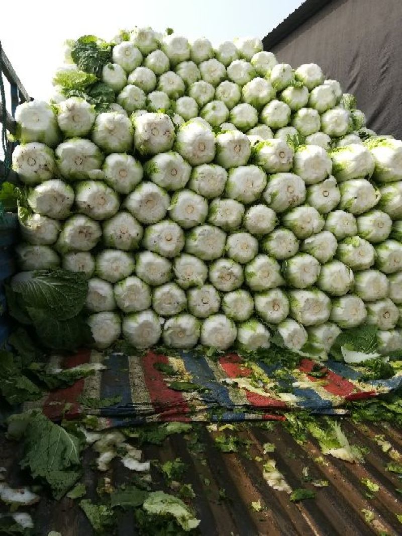 黄心大白菜陆地面积大质量好
