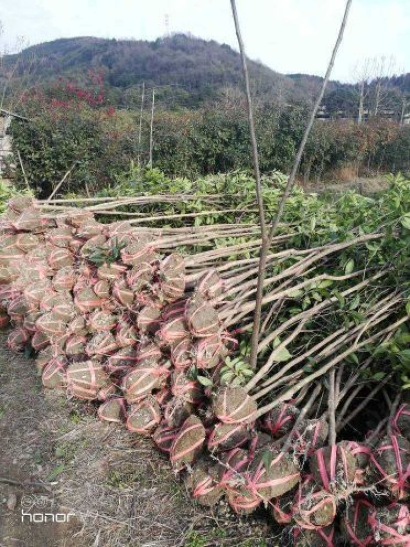 2公分桂花八月桂金桂丹桂自产自销价格实惠