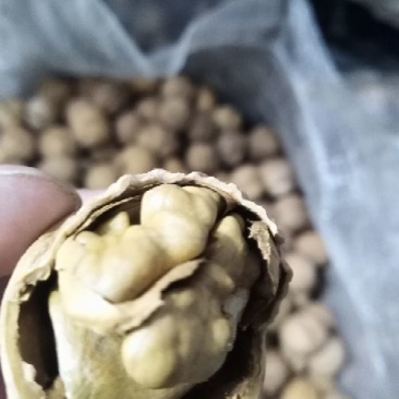 24年的新货。薄皮绵核桃皮薄肉大果仁白出仁率高