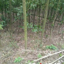 4公分光杆香樟干直品质优良价格实惠