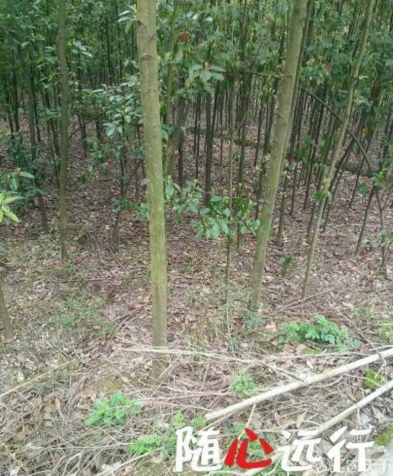 4公分光杆香樟干直品质优良价格实惠