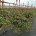 常春藤盆花带盆栽好30cm以下