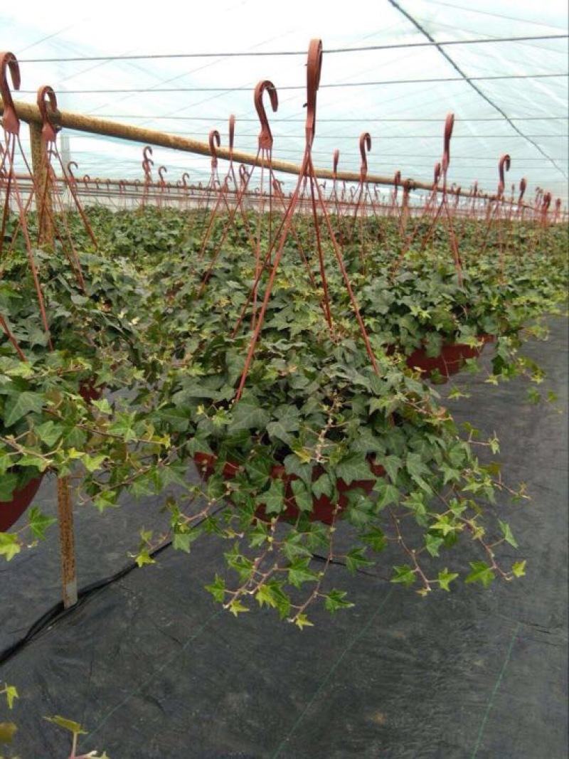 常春藤盆花带盆栽好30cm以下