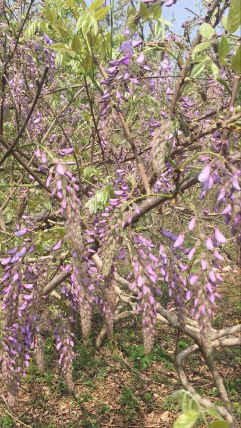 葛花菜