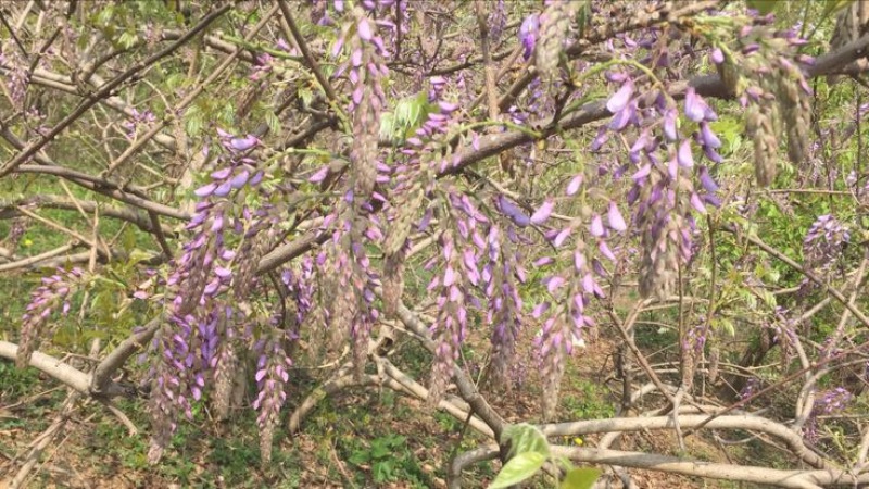 葛花菜