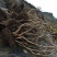 映山红树桩5~10cm