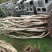 映山红树桩5~10cm