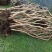 映山红树桩5~10cm