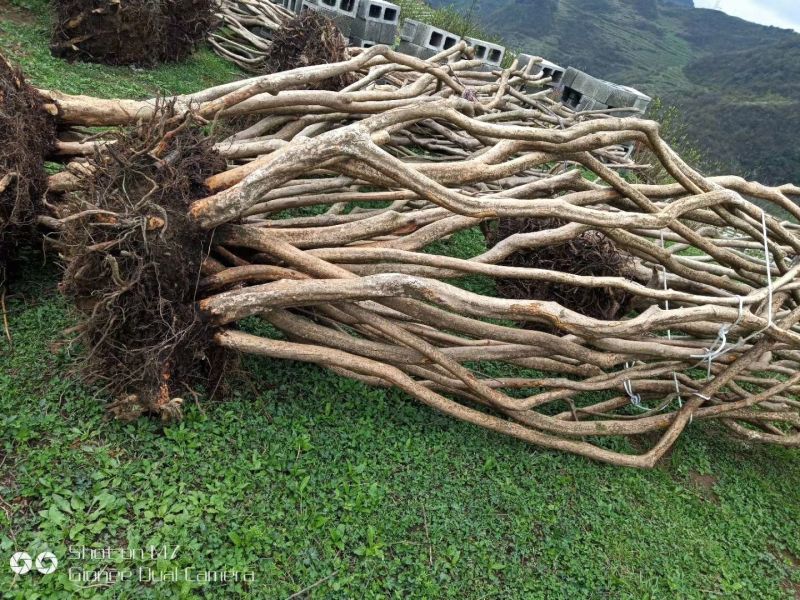 映山红树桩5~10cm