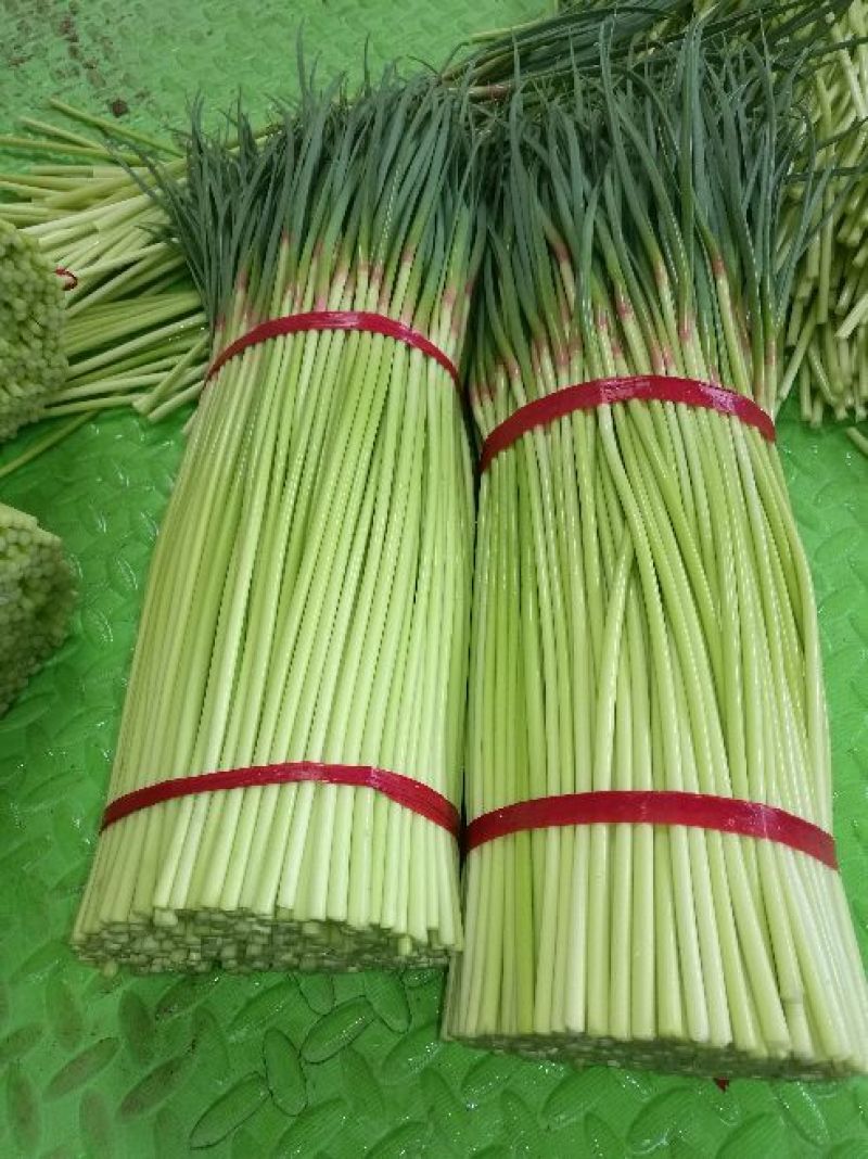 精品蒜薹河南红帽蒜薹产地直发可加工分拣量大从优