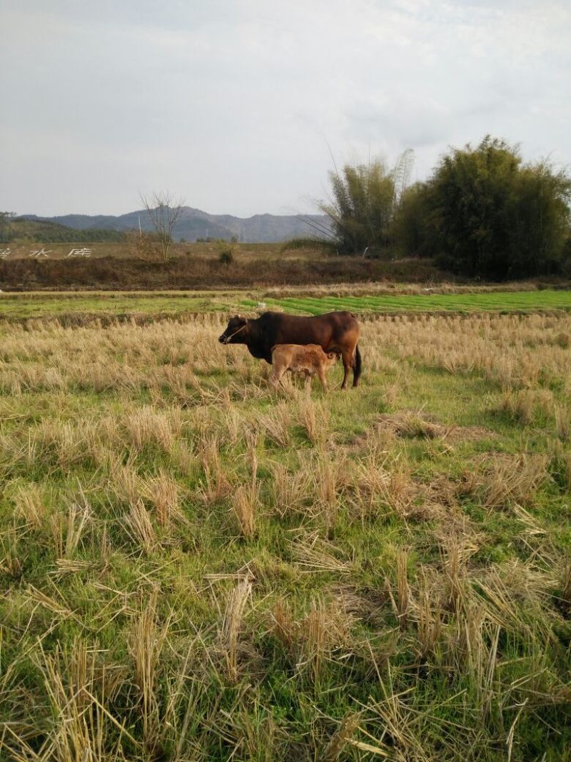 岭南黄牛100~200kg