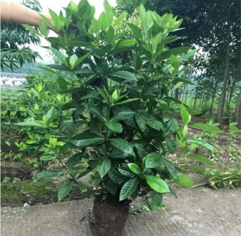 大叶栀子2cm以下10~12cm0.5米以下