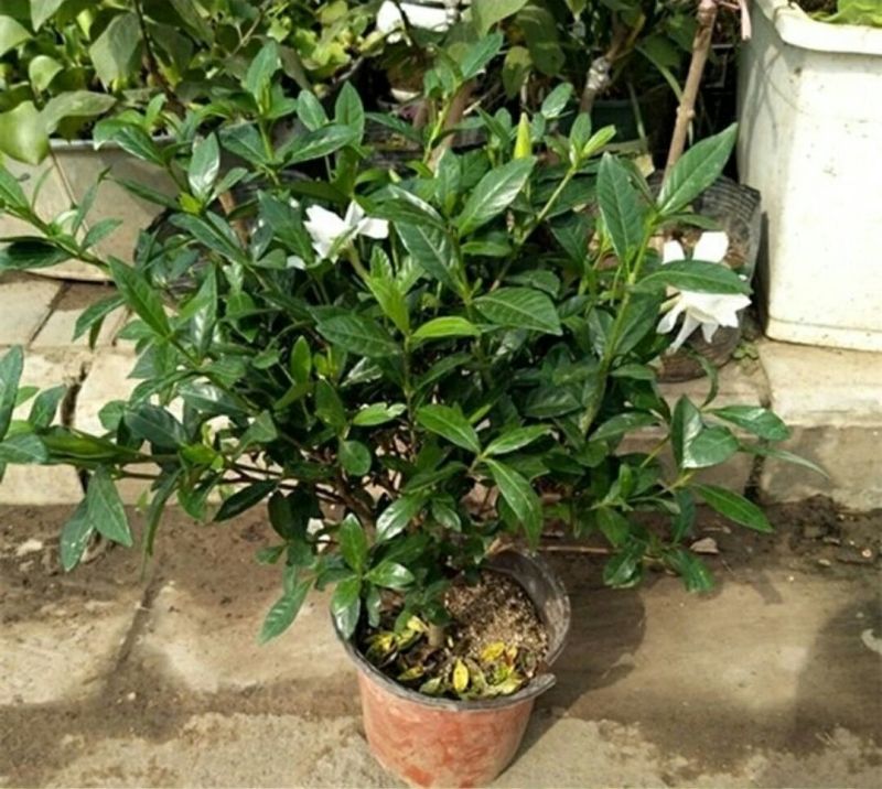 大叶栀子2cm以下10~12cm0.5米以下