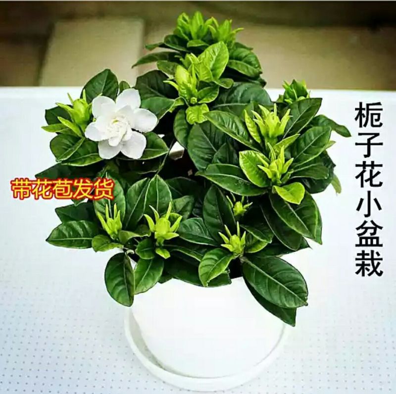 大叶栀子2cm以下10~12cm0.5米以下