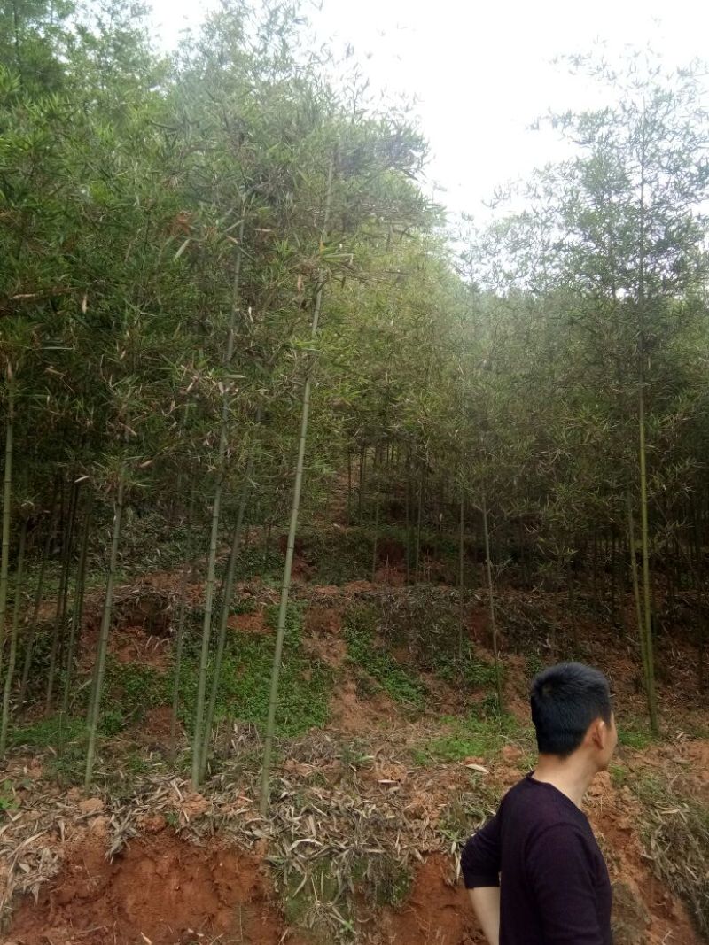 雷竹苗雷竹苗现挖带土