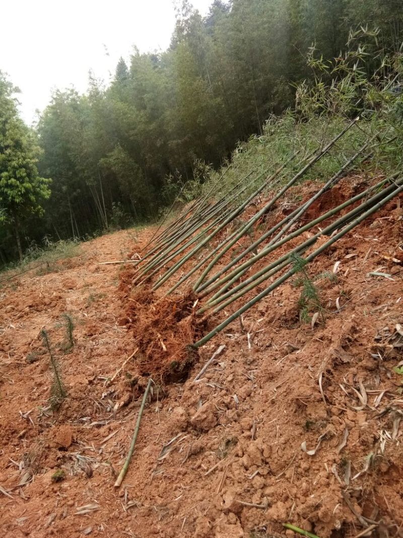 雷竹苗雷竹苗现挖带土