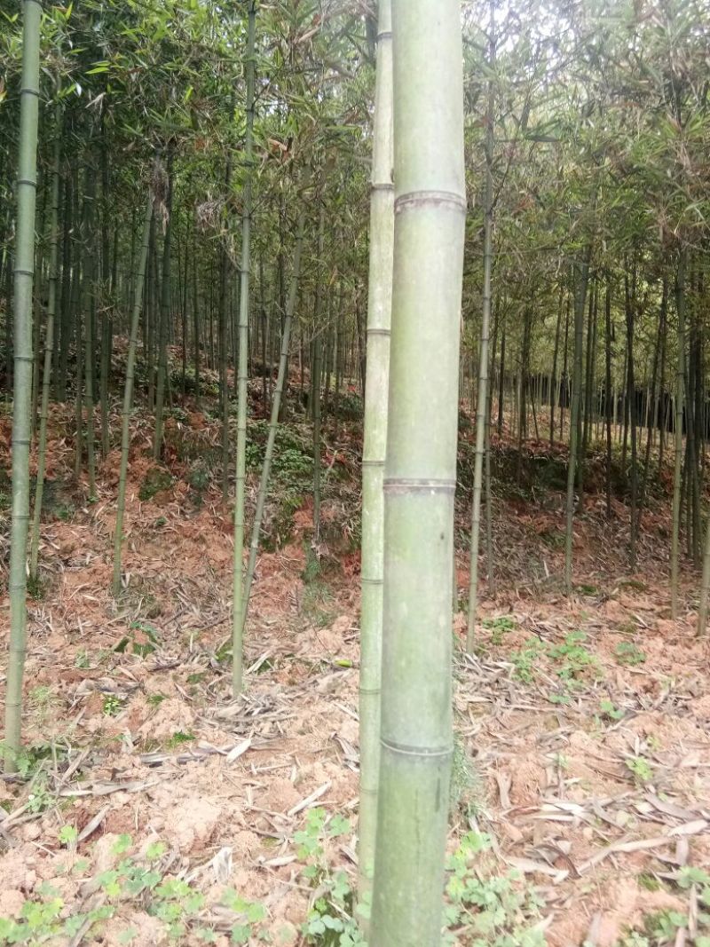 雷竹苗雷竹苗现挖带土