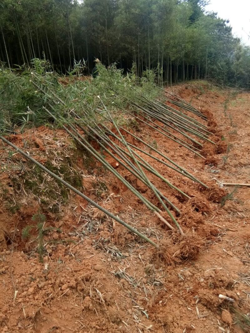 雷竹苗雷竹苗现挖带土