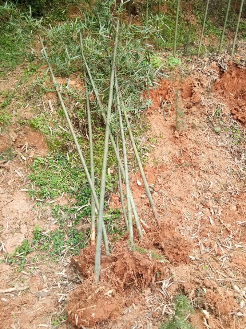 雷竹苗雷竹苗现挖带土