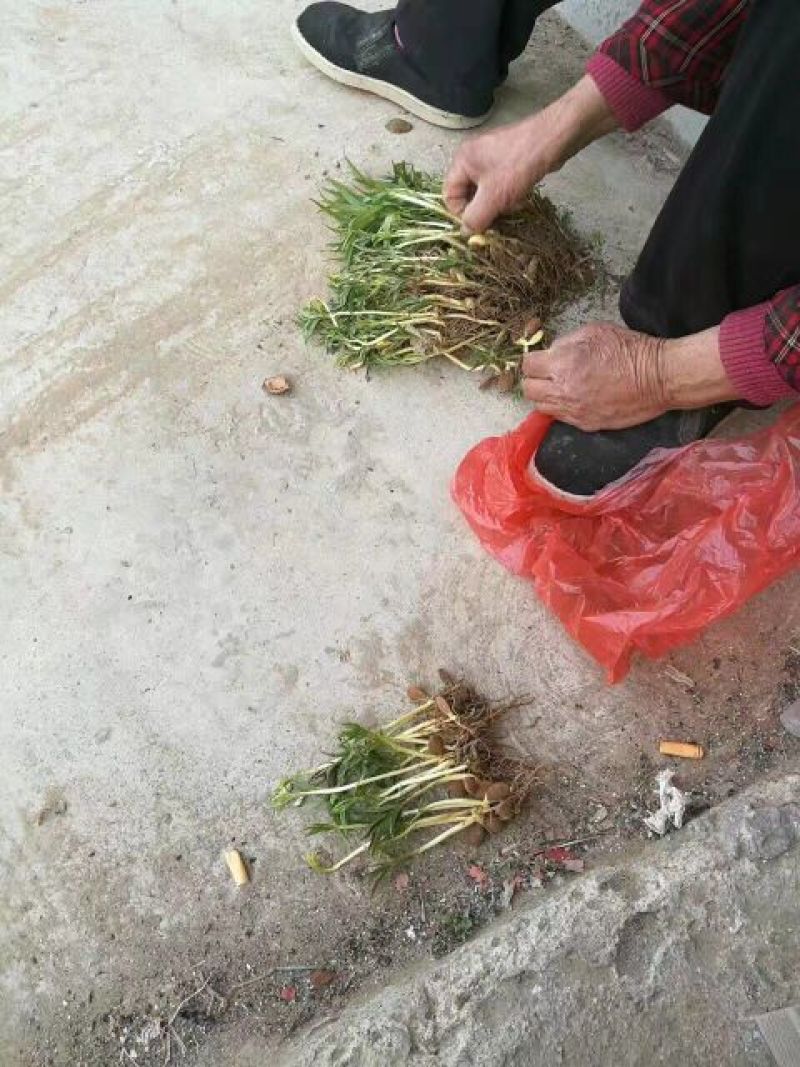 🐍🐍🐍毛桃树苗小芽苗成活率高顺丰发货