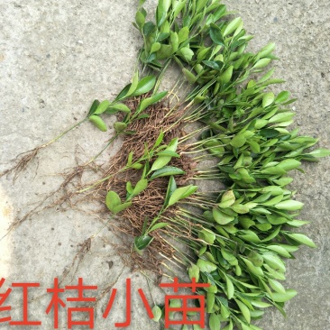 红橘苗30cm以下