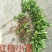 红橘苗30cm以下