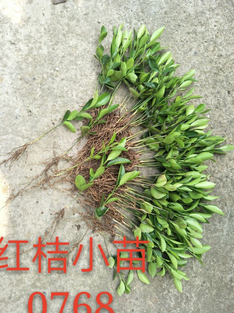 红橘苗30cm以下