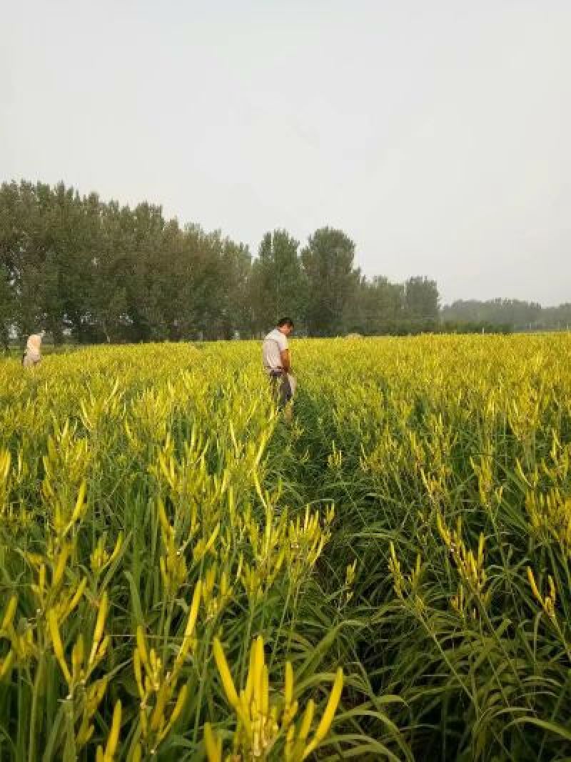 黄花菜种苗现挖现运