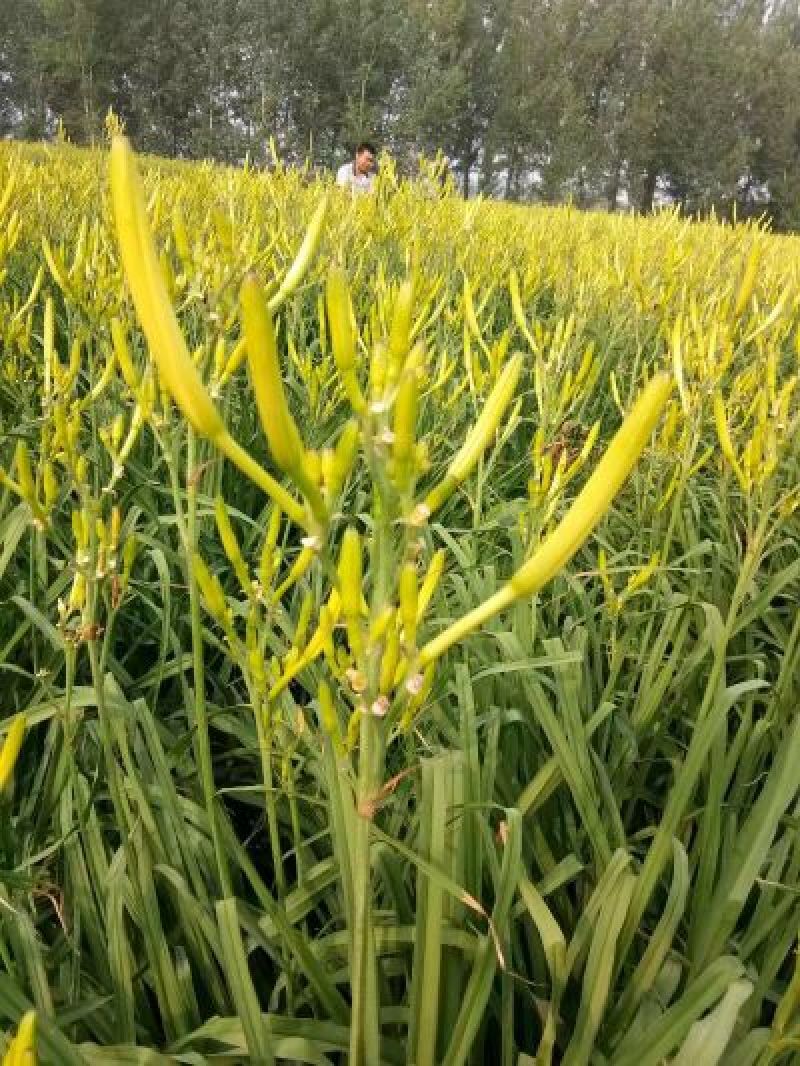 黄花菜种苗现挖现运