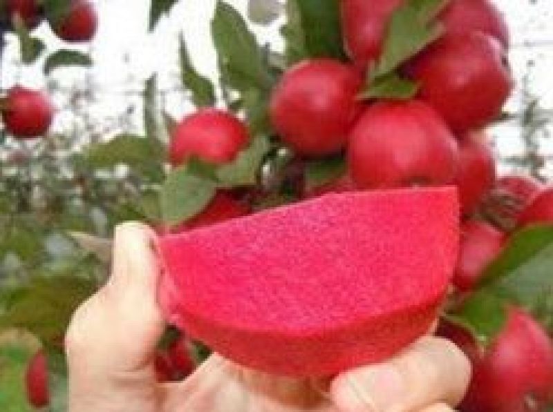 红肉苹果100mm以上光果
